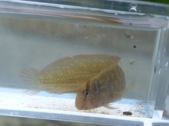 Salaria pavo