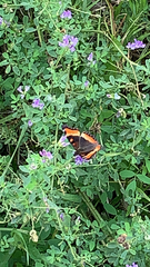 Aglais milberti