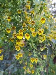 Tropaeolum brachyceras