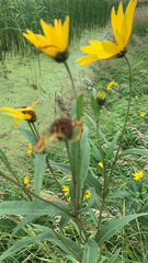Helianthus grosseserratus