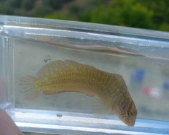 Salaria pavo