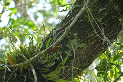 Sittasomus griseicapillus