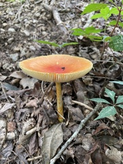 Amanita
