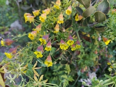 Tropaeolum brachyceras