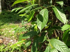 Hydnocarpus pentandrus