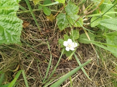 Rubus caesius