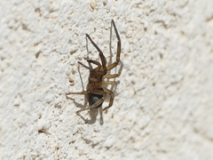 Filistata insidiatrix