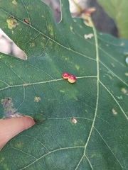 Zopheroteras sphaerula