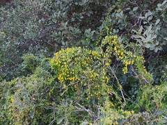 Tropaeolum brachyceras