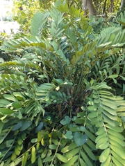 Zamia