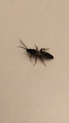 Pterygota
