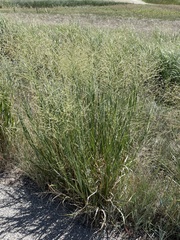 Panicum