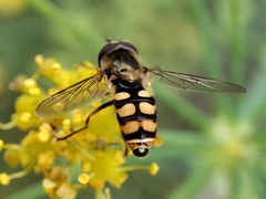 Eupeodes corollae