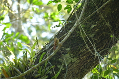 Sittasomus griseicapillus