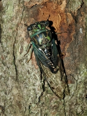 Neotibicen