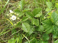 Rubus caesius