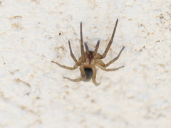 Filistata insidiatrix