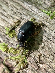 Tenebrionoidea