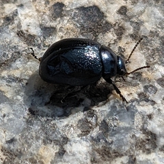 Chrysolina haemoptera