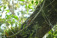 Sittasomus griseicapillus