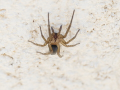 Filistata insidiatrix