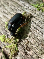 Tenebrionoidea