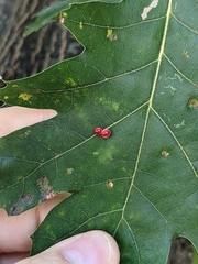 Zopheroteras sphaerula