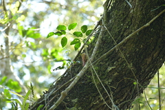 Sittasomus griseicapillus