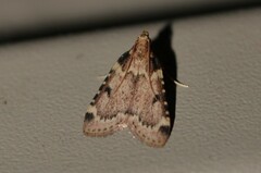 Aglossa costiferalis