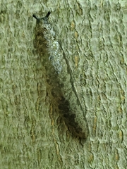 Megapallifera mutabilis