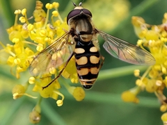 Eupeodes corollae