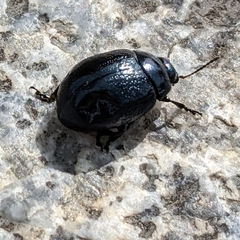 Chrysolina haemoptera