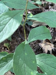 Doellingeria infirma