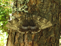 Catocala fraxini