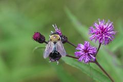 Vernonia noveboracensis