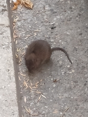 Rattus rattus