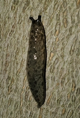 Megapallifera mutabilis