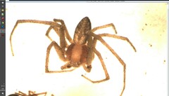 Philodromus albidus
