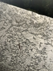 Tarentola mauritanica