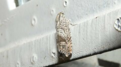 Ofatulena duodecemstriata