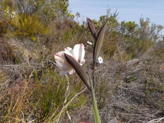 Gladiolus debilis