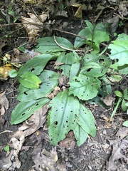 Galearis spectabilis