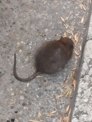 Rattus rattus