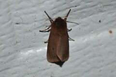 Phragmatobia fuliginosa
