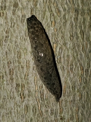 Megapallifera mutabilis