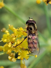 Eupeodes corollae
