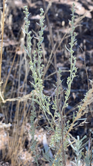 Artemisia tridentata