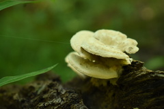 Mycorrhaphium adustum