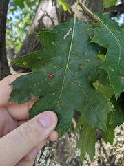 Zopheroteras sphaerula