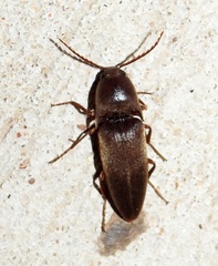 Diplostethus texanus
